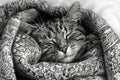 serene black and white sketch of cat nestled in patterned blanket, showcasing intricate designs and peaceful expression. artwork Royalty Free Stock Photo