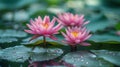 Serene Bloom: Pink Lotus or Water Lily Flowers in Full Splendor on Pond Surface Royalty Free Stock Photo