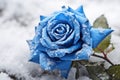 Serene Blue rose field in snow. Generate Ai