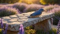Eastern Bluebird Perched on Stone Bench in Lavender Field at Sunset Royalty Free Stock Photo