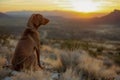 Serene Canine Companion Enjoying Beautiful Sunset in Vast Mountainous Landscape