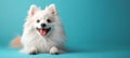 A serene canine figure against a pastel sky, white spitz, embodiment of gentle beauty, copy space