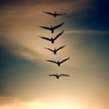 Geese silhouettes flying in a V-formation across the evening sky
