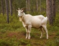 Majestic White Goat in Enchanted Forest at Sunset Royalty Free Stock Photo