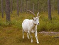 Majestic White Goat in Enchanted Forest at Sunset Royalty Free Stock Photo