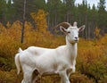 Majestic White Goat in Enchanted Forest at Sunset Royalty Free Stock Photo