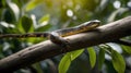 Taipan Gracefully Coiled on a Tree Branch with Sunlight Filtering Through the Leaves Royalty Free Stock Photo