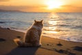 Serene Cat beach sand sunny. Generate Ai Royalty Free Stock Photo