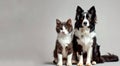 Portrait of a Cute Cat and Dog Sitting Together. Studio Shot, Neutral Background. Perfect for Pet Lovers. Domestic Royalty Free Stock Photo