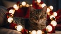 Adorable tabby cat resting amidst warm Christmas lights Royalty Free Stock Photo