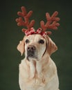 A serene Christmas moment captured with a Labrador dog wearing antlers Royalty Free Stock Photo