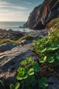 Vibrant Green Clover Plants Growing on Rocky Coastline at Sunset Royalty Free Stock Photo