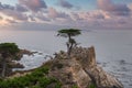 Serene Coastal Scene with Lone Cypress Tree, California Royalty Free Stock Photo