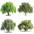 Serene Collection of Weeping Willow Trees with Fresh Green Leaves on White Background Royalty Free Stock Photo