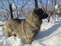 Illyrian Shepherd Dog Sarplaninac to your attention Royalty Free Stock Photo