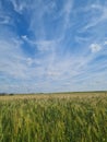 green wheat filed with clear blue sky spring on a sunny day Royalty Free Stock Photo