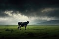 Serene Cow Grazing in Lush Green Fields Under Dramatic Rainy Day Clouds Royalty Free Stock Photo