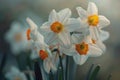 Serene daffodils in soft light Royalty Free Stock Photo