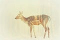 A serene deer overlaid with the soft glow of a misty forest in a double exposure Royalty Free Stock Photo