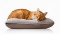 Tranquil Feline Dreams A Vibrant Orange Cat Lounges in Comfortable Soft Bed Against a Transparent Background, Exuding Serenity and Royalty Free Stock Photo