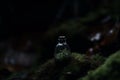 Ai Generative A bottle of whisky on a rock in the forest