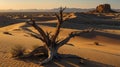 Dead Tree in Desert Landscape at Sunset Royalty Free Stock Photo