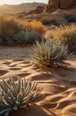 Desert Plant in Sandy Landscape at Sunrise Royalty Free Stock Photo