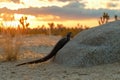 Serene desert sunset with lizard resting on rock Royalty Free Stock Photo