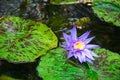 Serene dew covered lily Royalty Free Stock Photo