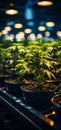 A Serene Display of Potted Plants on a Shelf Royalty Free Stock Photo