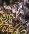 wintry autumn weather on snow capped Grand Teton national Park in Wyoming Royalty Free Stock Photo