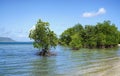 Serene Elim Beach with Lush Green Mangroves on a sunny day