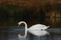 Tranquil Elegance : A Swan\'s Graceful Dip in Still Waters