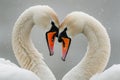 Serene embrace: two swans in love, a graceful display of adoration and unity in the swanst's affectionate bond, a