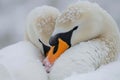 Serene embrace: two swans in love, a graceful display of adoration and unity in the swanst& x27;s affectionate bond, a