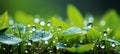 Serene and enchanting bokeh background of lush green grass with sparkling water droplets Royalty Free Stock Photo