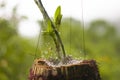 A Serene Encounter: Raindrops Adorn an Orchid Suspended in a Coconut Husk with a Captivating Spider Web