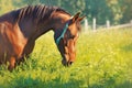 Serene equine beauty Horse in nature, surrounded by lush grass Royalty Free Stock Photo
