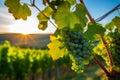 Serene European Vineyard: Rolling Hills and Lush Green Grapevines