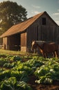 Golden Hour at the Farm: Horse and Rustic Barn Royalty Free Stock Photo