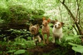 A serene Yellow Labrador dog rests on a forest trail