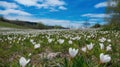 White Spring Crocus Blossoms in Abundance on Meadow Field Royalty Free Stock Photo