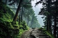 A serene, foggy day captures the essence of this forest trail, inviting peace and tranquility, A foggy mountain-path surrounded by Royalty Free Stock Photo