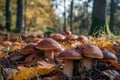 A serene forest ground teeming with earthy mushrooms amidst fallen leaves. - AI Generated Royalty Free Stock Photo