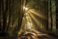 a serene forest path bathed in ethereal sunlight, creating a magical and inviting atmosphere Royalty Free Stock Photo