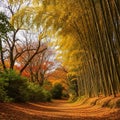 A serene forest path flanked by tall bamboo (Bambusoideae) on one side, casting Royalty Free Stock Photo