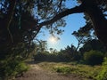 Serene forest path in St Brelade's with sunlight filtering through the trees Royalty Free Stock Photo