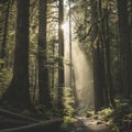 Serene Forest Path with Sunlight Streaming Through Trees Royalty Free Stock Photo