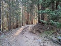 Serene forest path surrounded by tall pine trees, with sunlight filtering through the branches Royalty Free Stock Photo