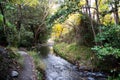 Serene forest pathway alongside a tranquil stream with vibrant foliage Royalty Free Stock Photo
